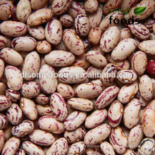 Round Shape Light Speckled Kidney Beans